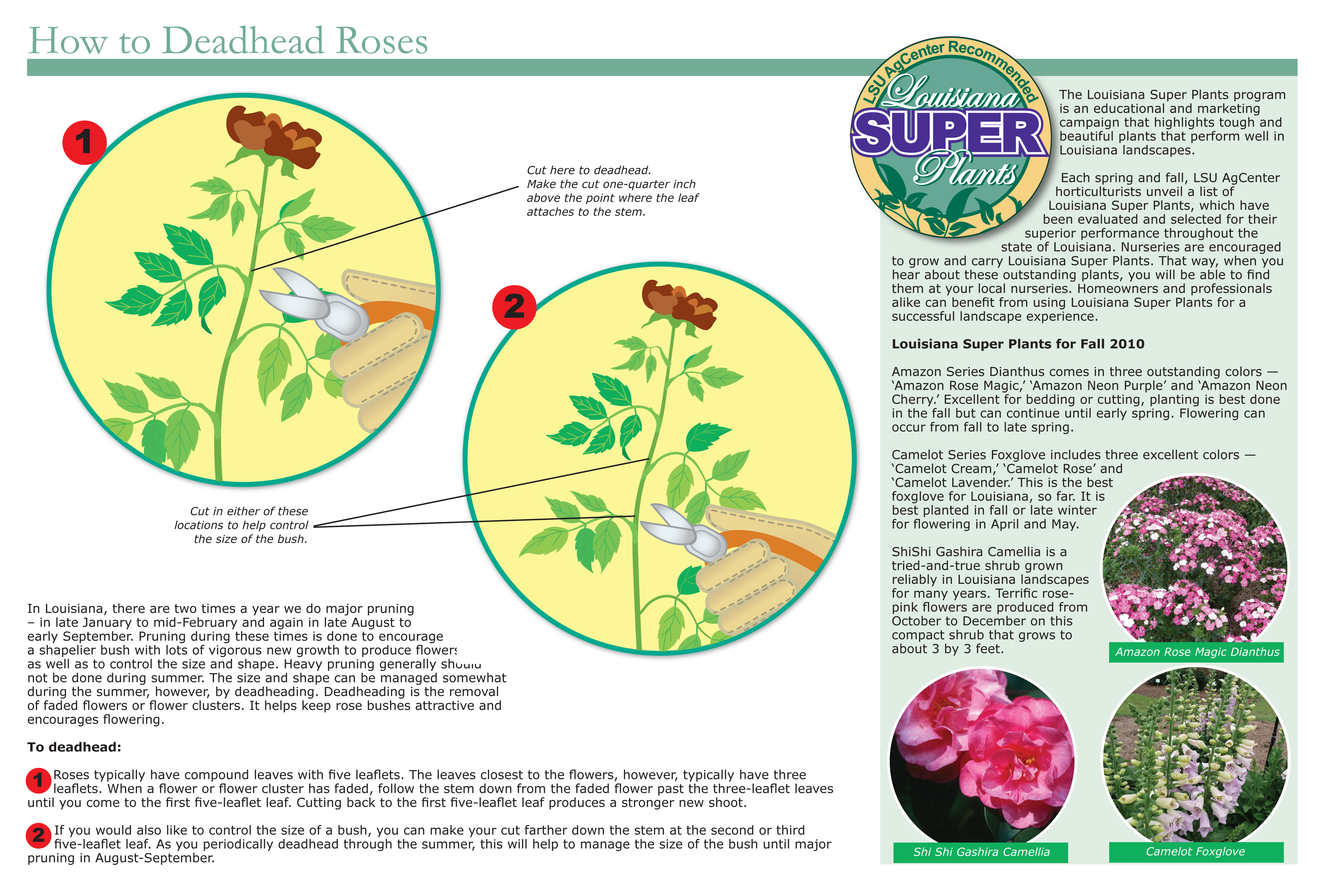 2011 Get It Growing Calendar &amp;quot;how to&amp;quot; page about deadheading roses