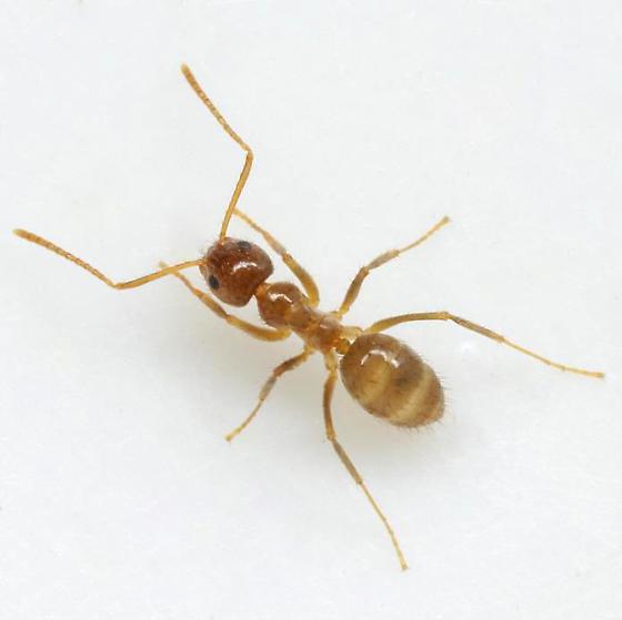 EPA OKs emergency label for tawny crazy ant insecticide