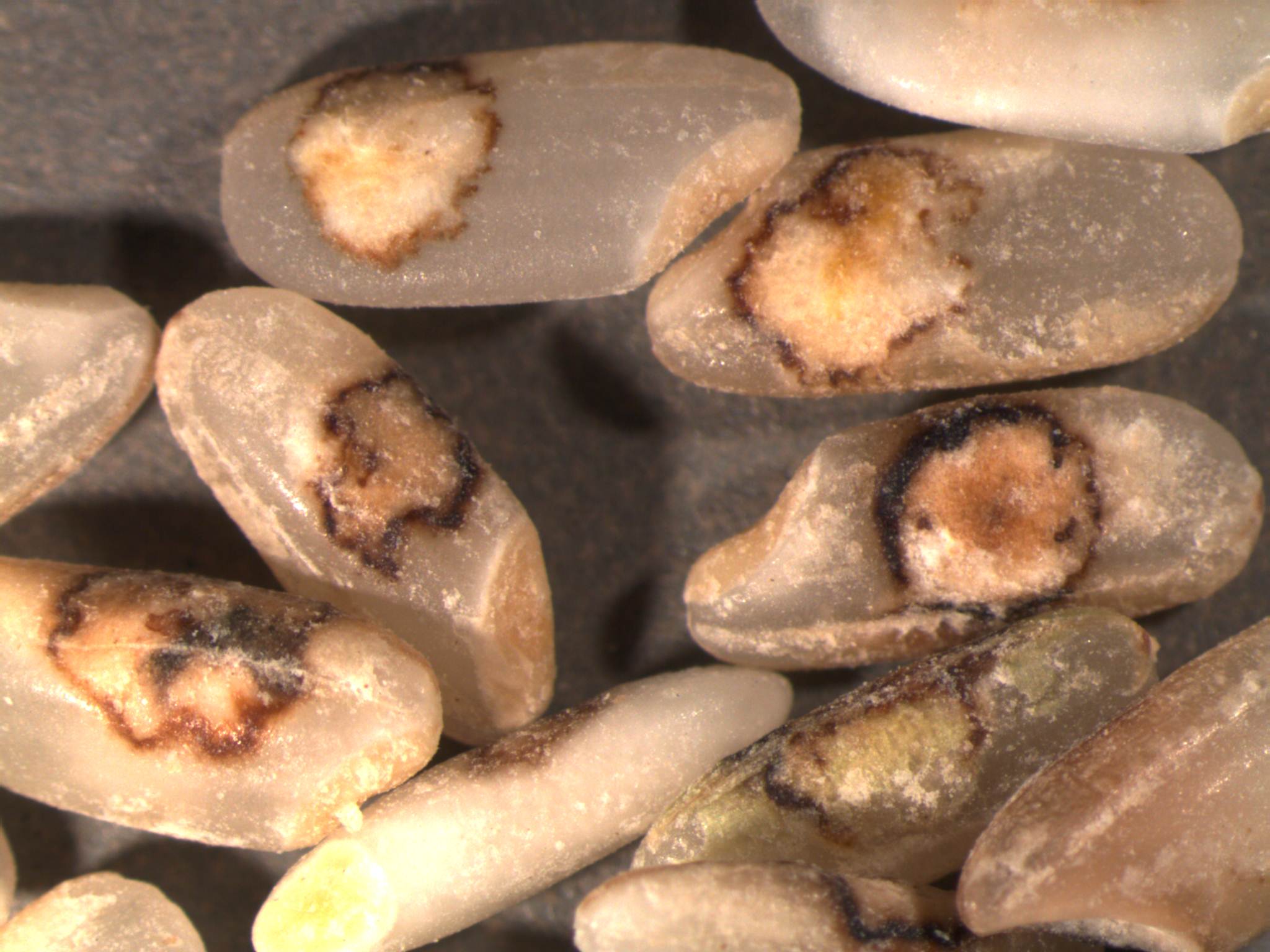 Peck-Infected Milled Rice Grain