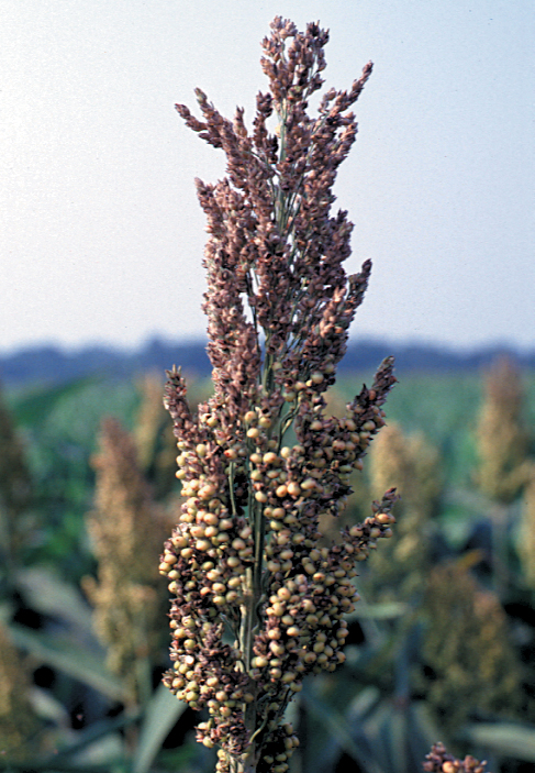 Sorghum midge management in Northeast Louisiana