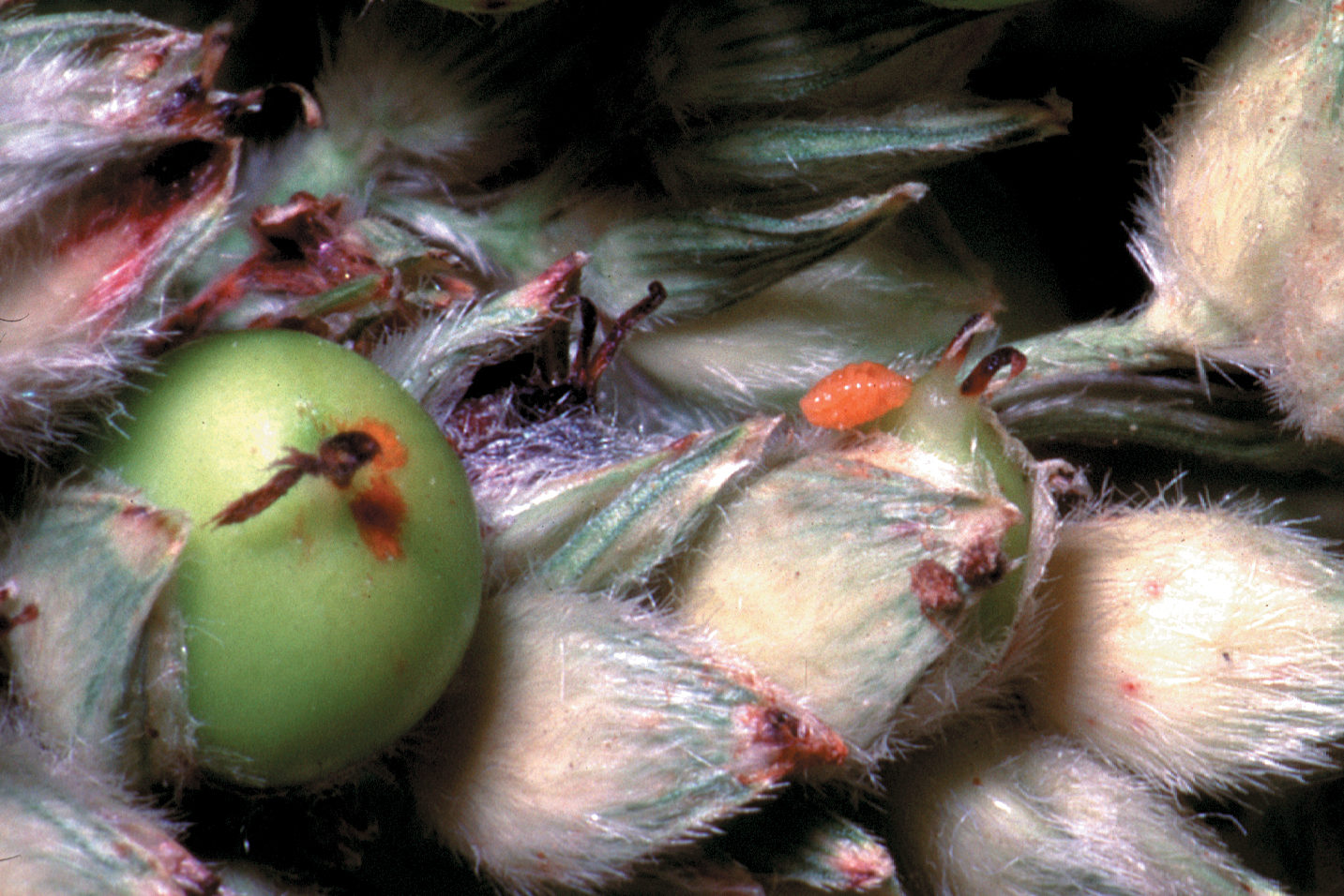 Damage caused by larva