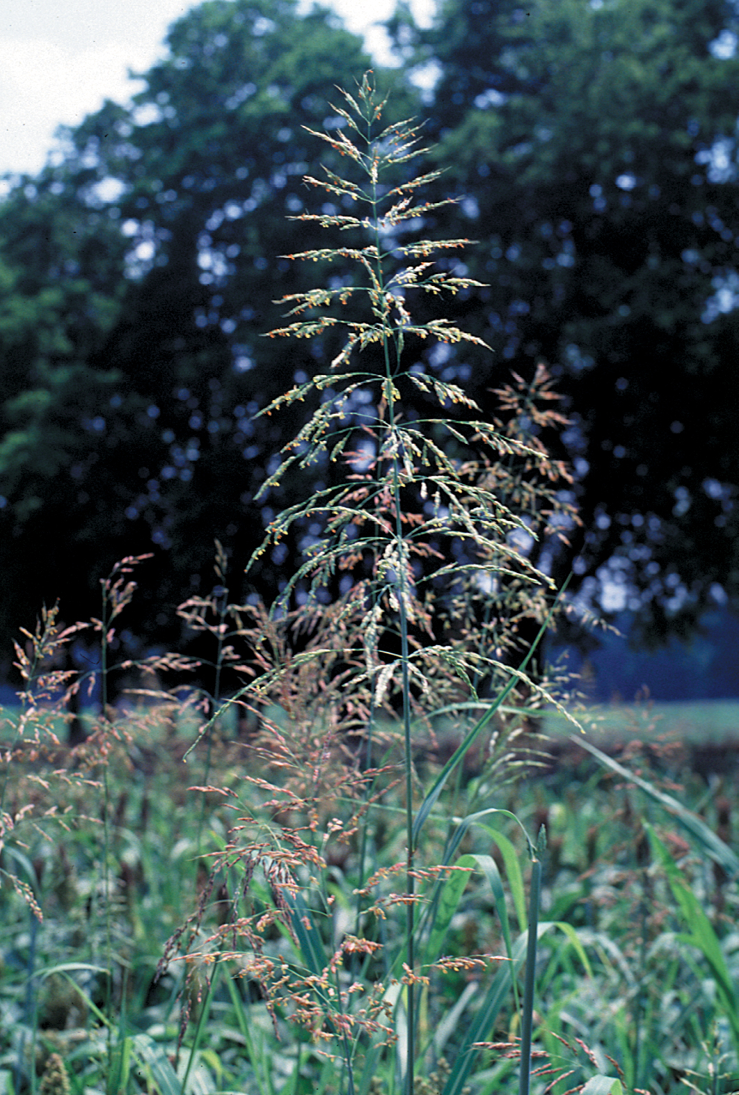 sorghum midge