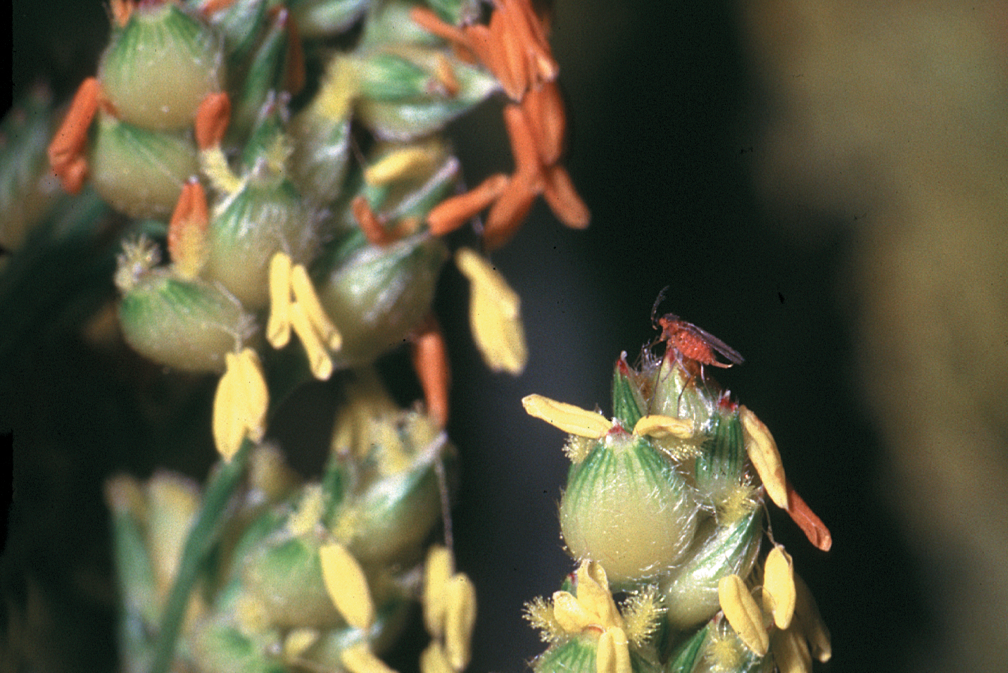midges laying eggs