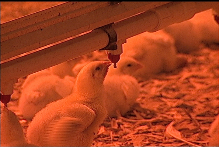 Demonstration houses aid in poultry research