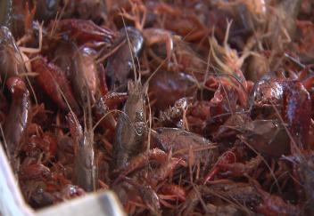 Louisiana crawfish farmers concerned about flood damage