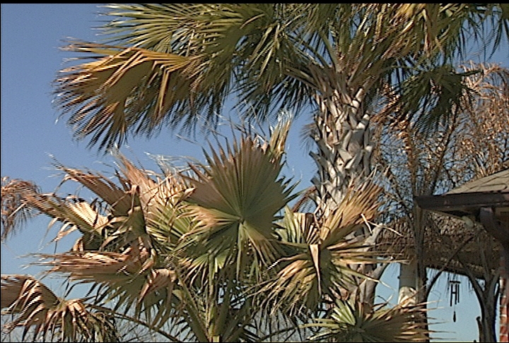 Freezes damage palm trees