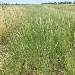 In battle against Italian ryegrass, cover crops add to arsenal of control options