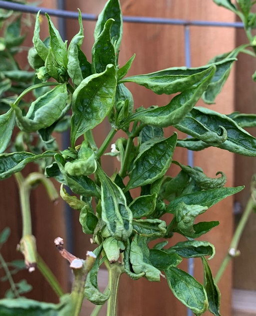 9.6_fig_2_tomato_leafminer.jpg thumbnail