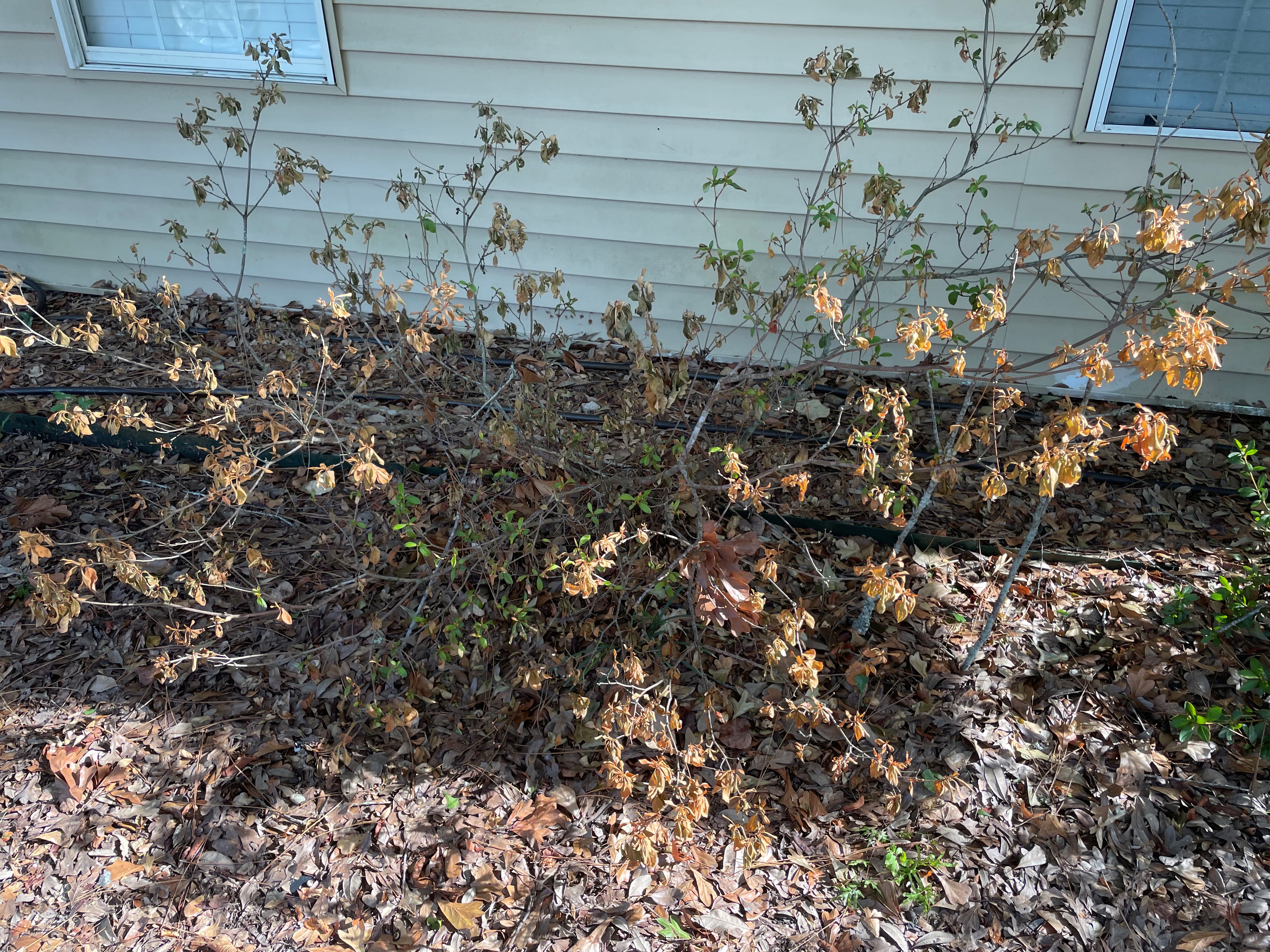 9.6_fig_4_dry_azalea.jpg thumbnail