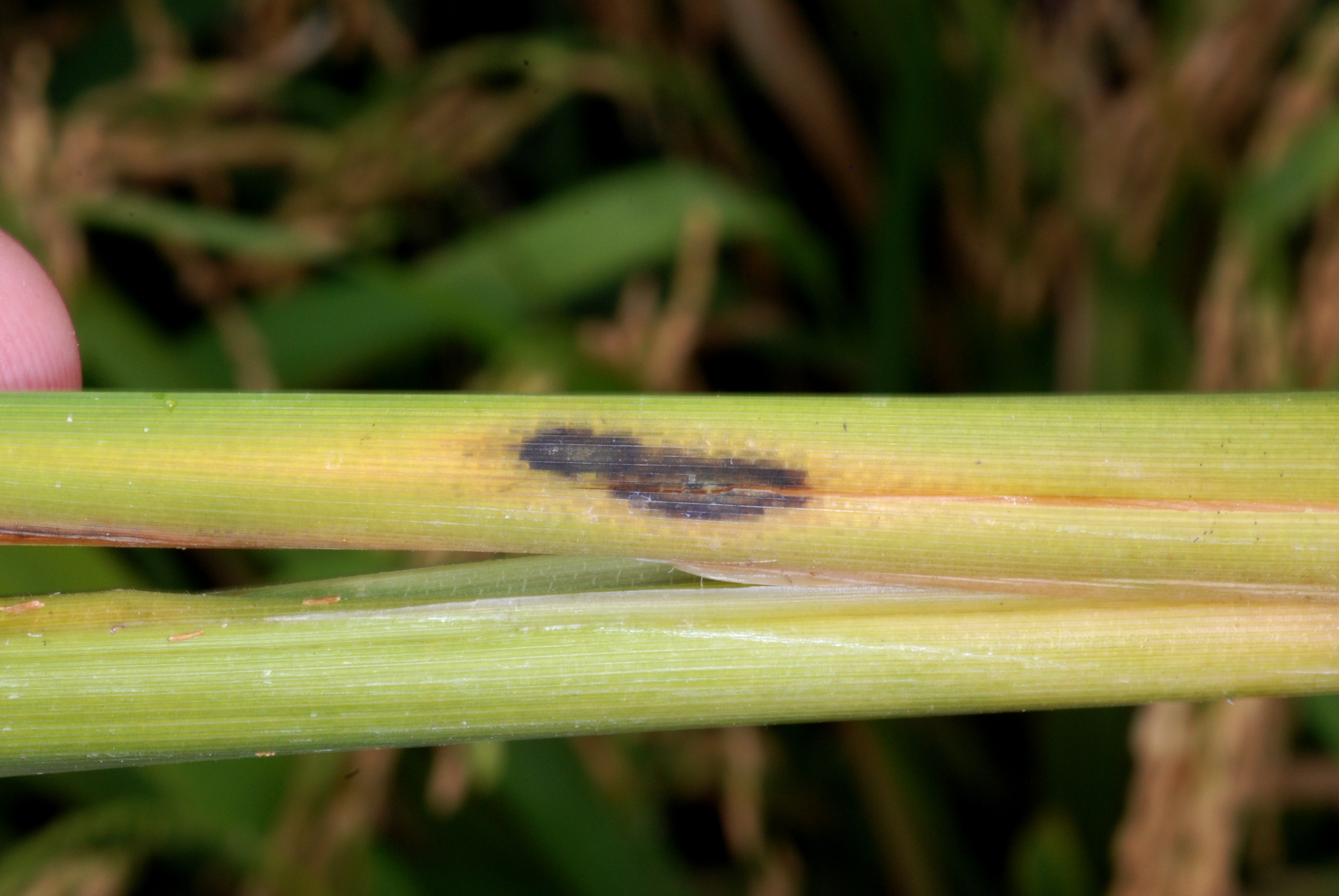 Early Symptoms of Stem Rot