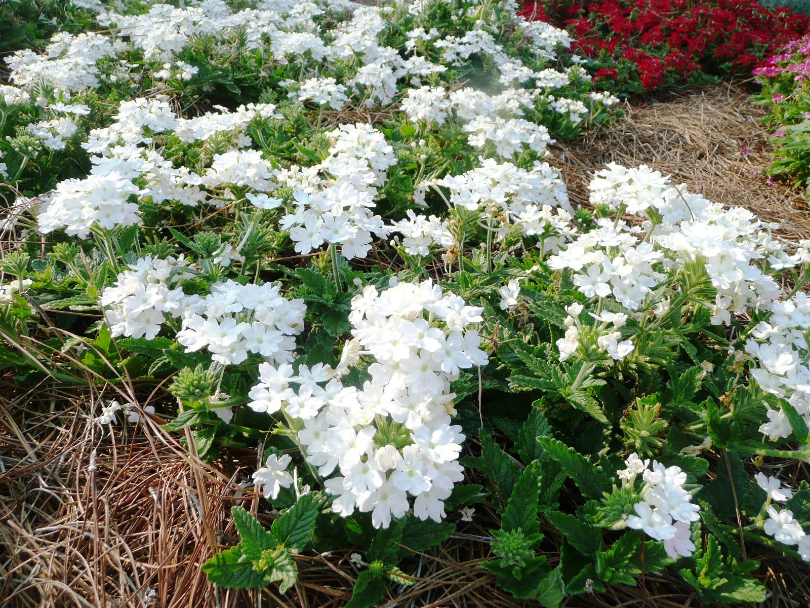 Plant perennial flowers now through fall