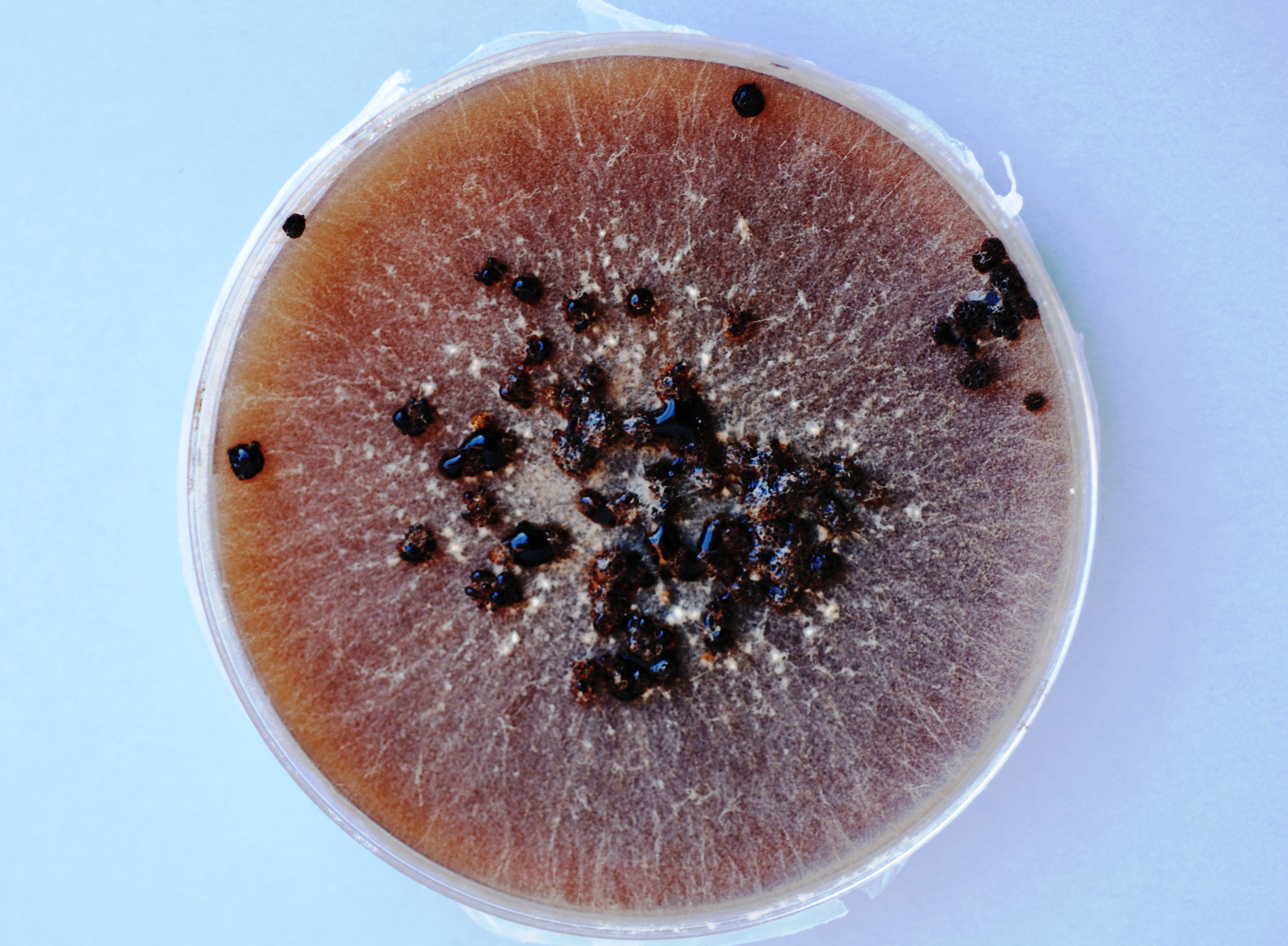 Old Culture of Rhizoctonia Solani