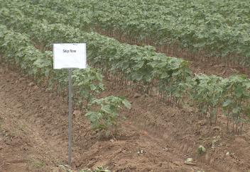 LSU AgCenter presents field day expo