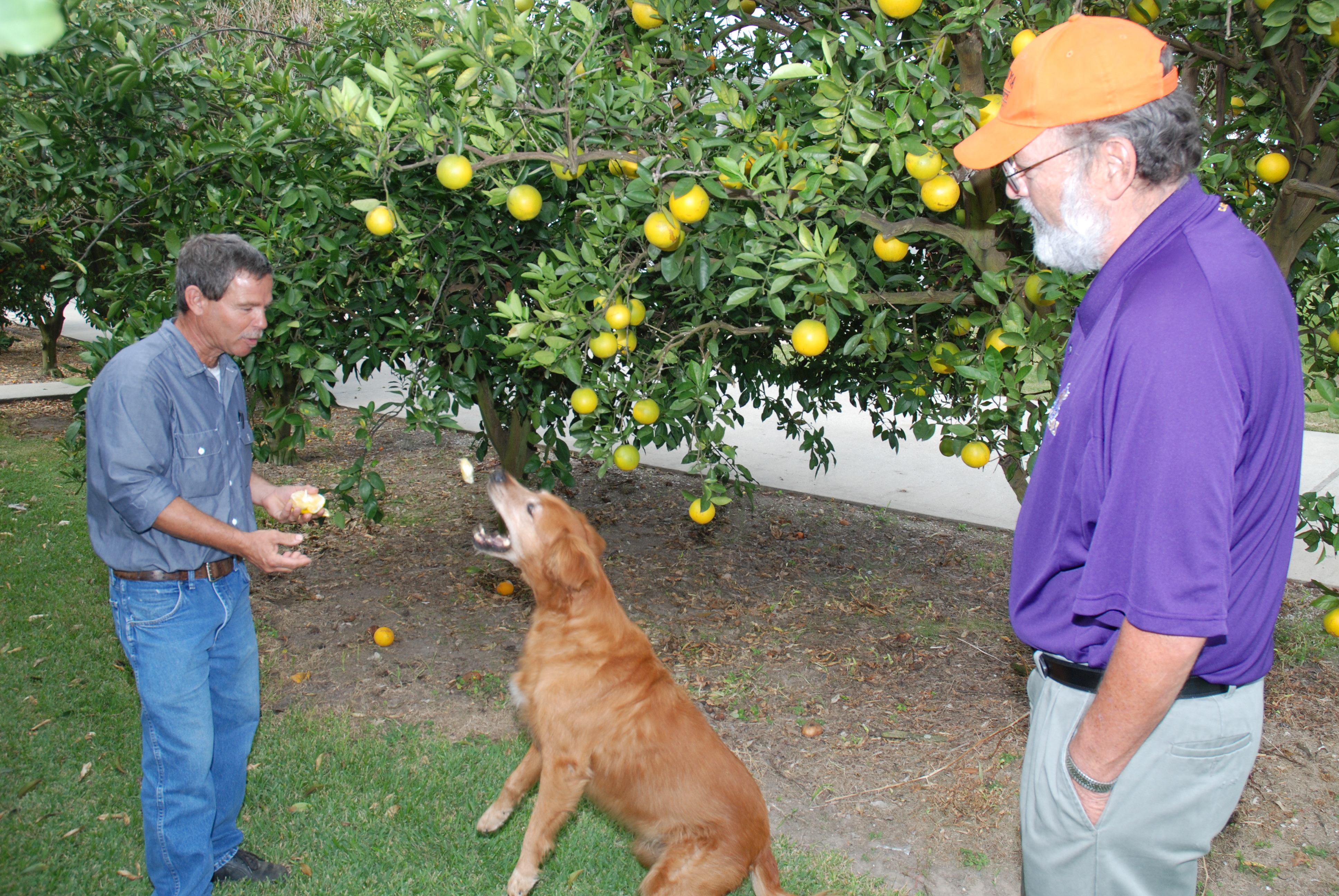 What citrus lost in size is made up for in taste