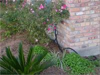 Integrated Pest Management of Termites in the Landscape