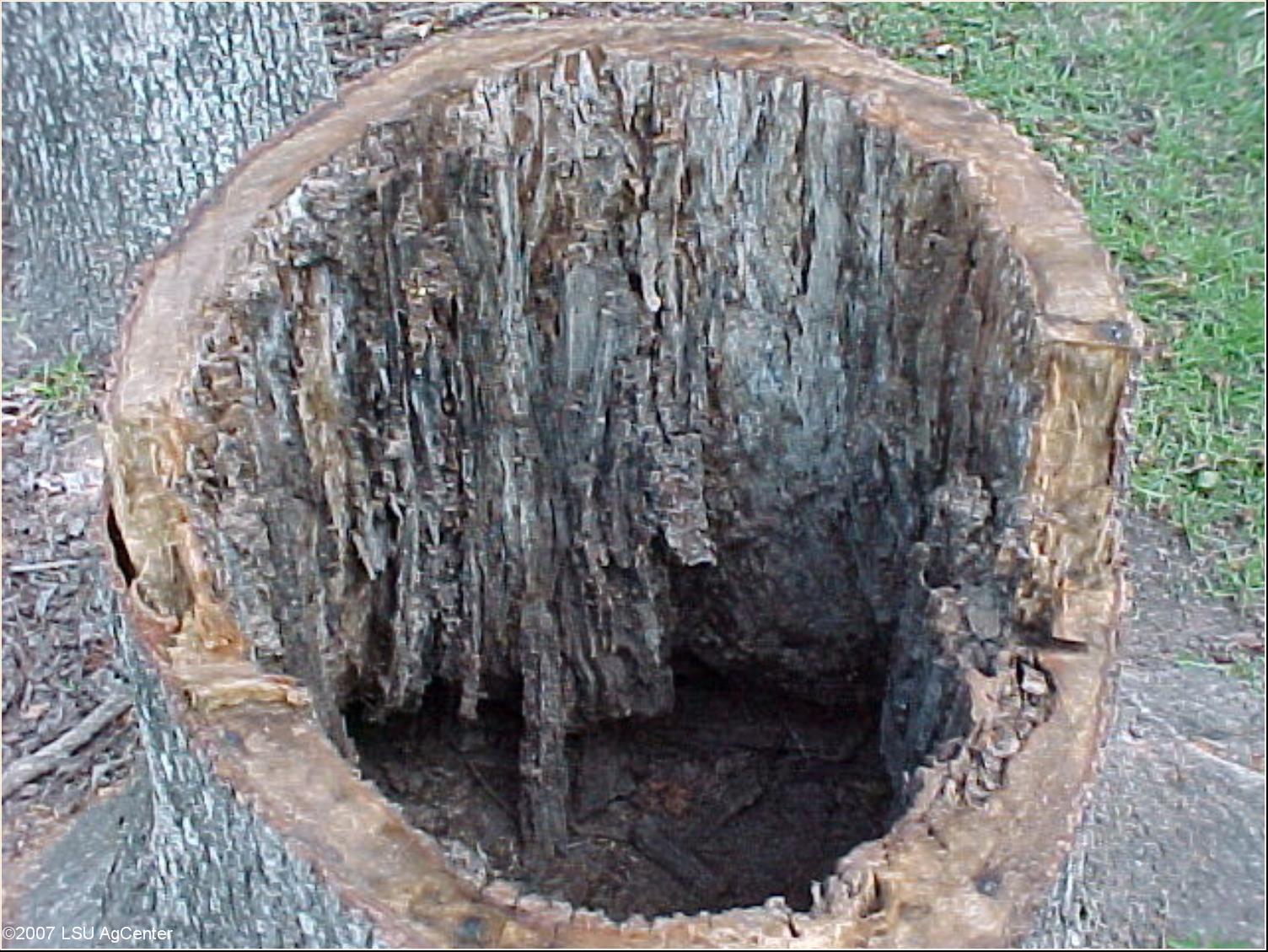 Termite 3