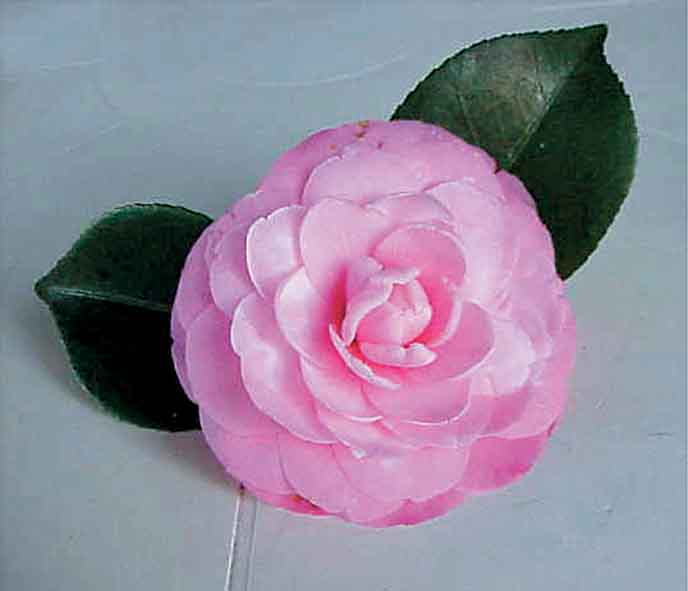 Renowned Private Camellia Collection Goes to Burden