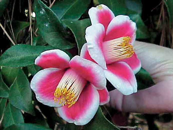 camellia flower