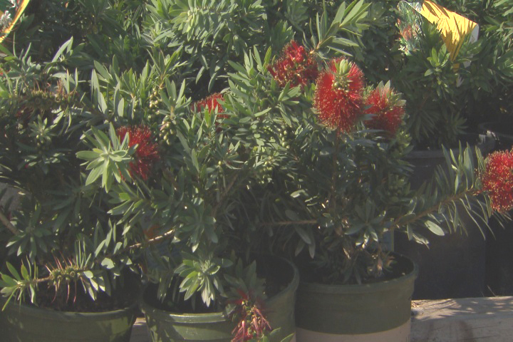 Check  plant’s full grown size on label before purchase