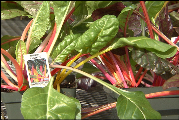 Swiss chard is multipurpose plant
