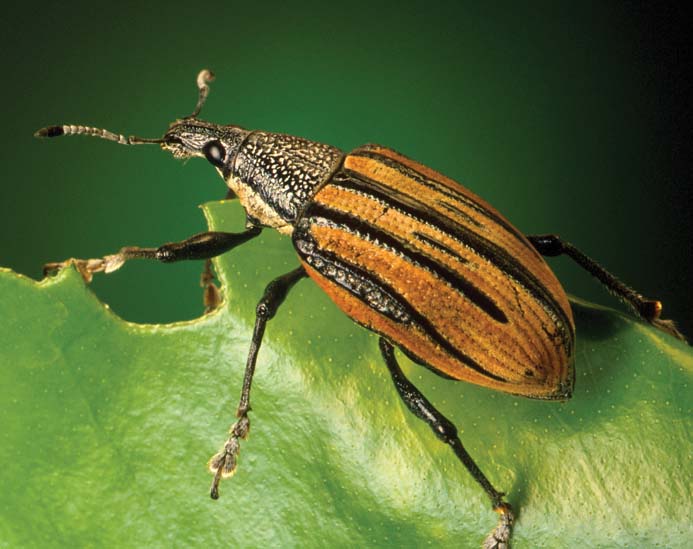 Invasive insects and diseases threaten Louisiana citrus