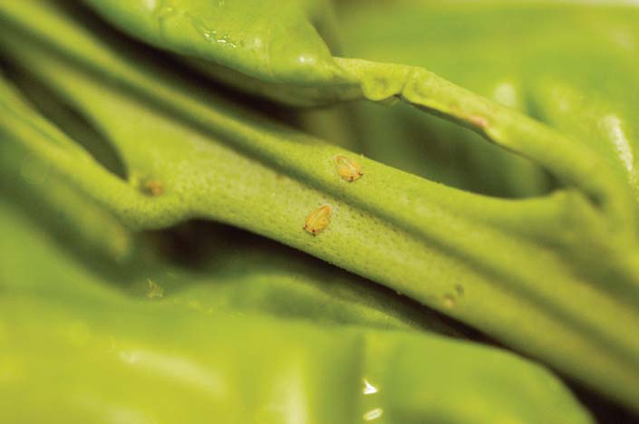 Photo of a Psyllid nymphs
