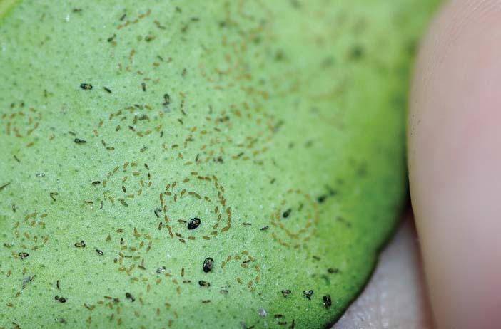 Photo of a blackfly egg