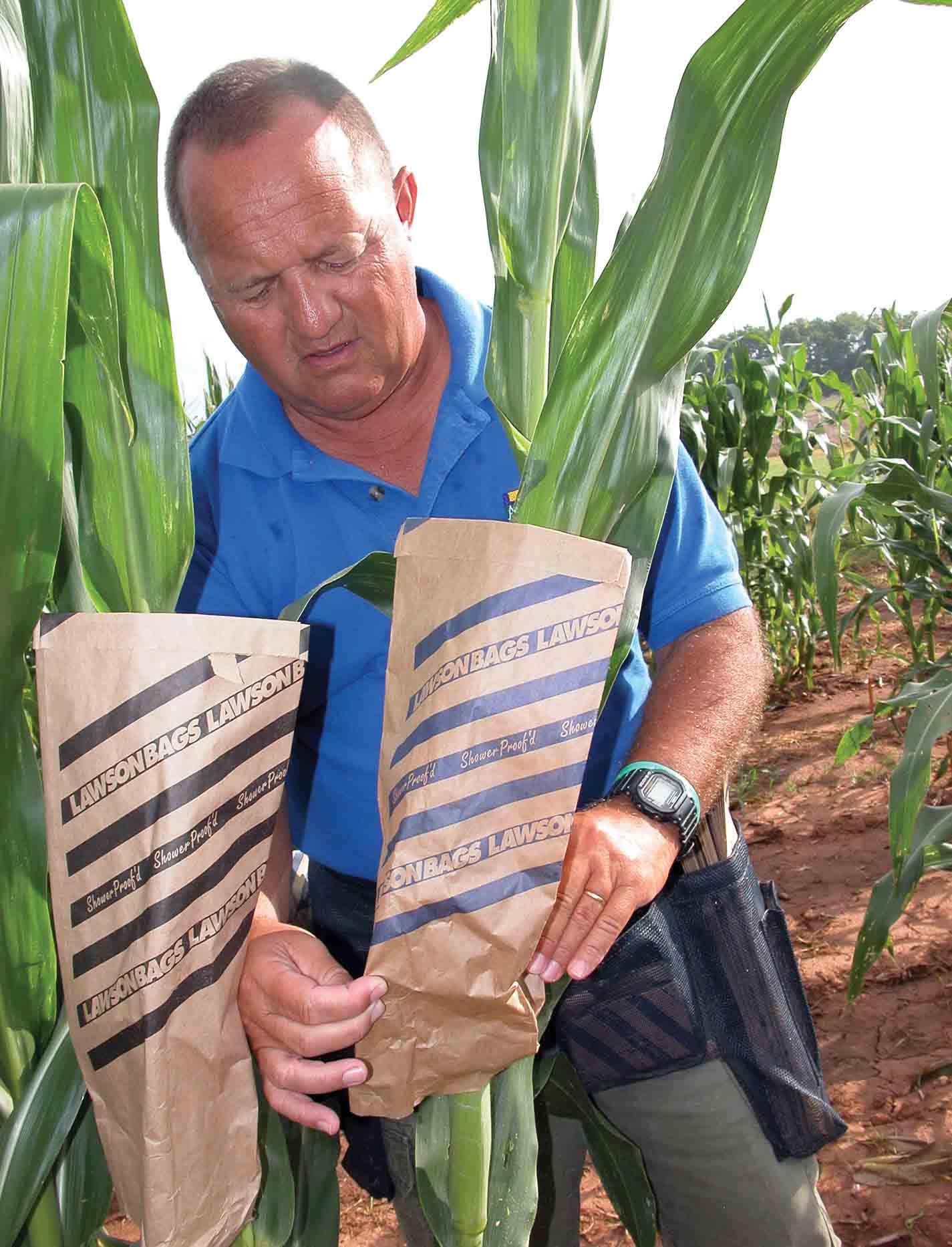 Reducing Aflatoxin in Corn