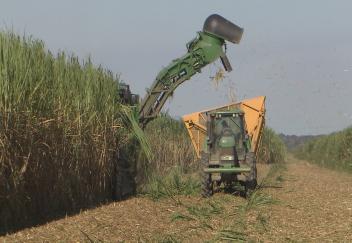 Sugarcane  Harvest