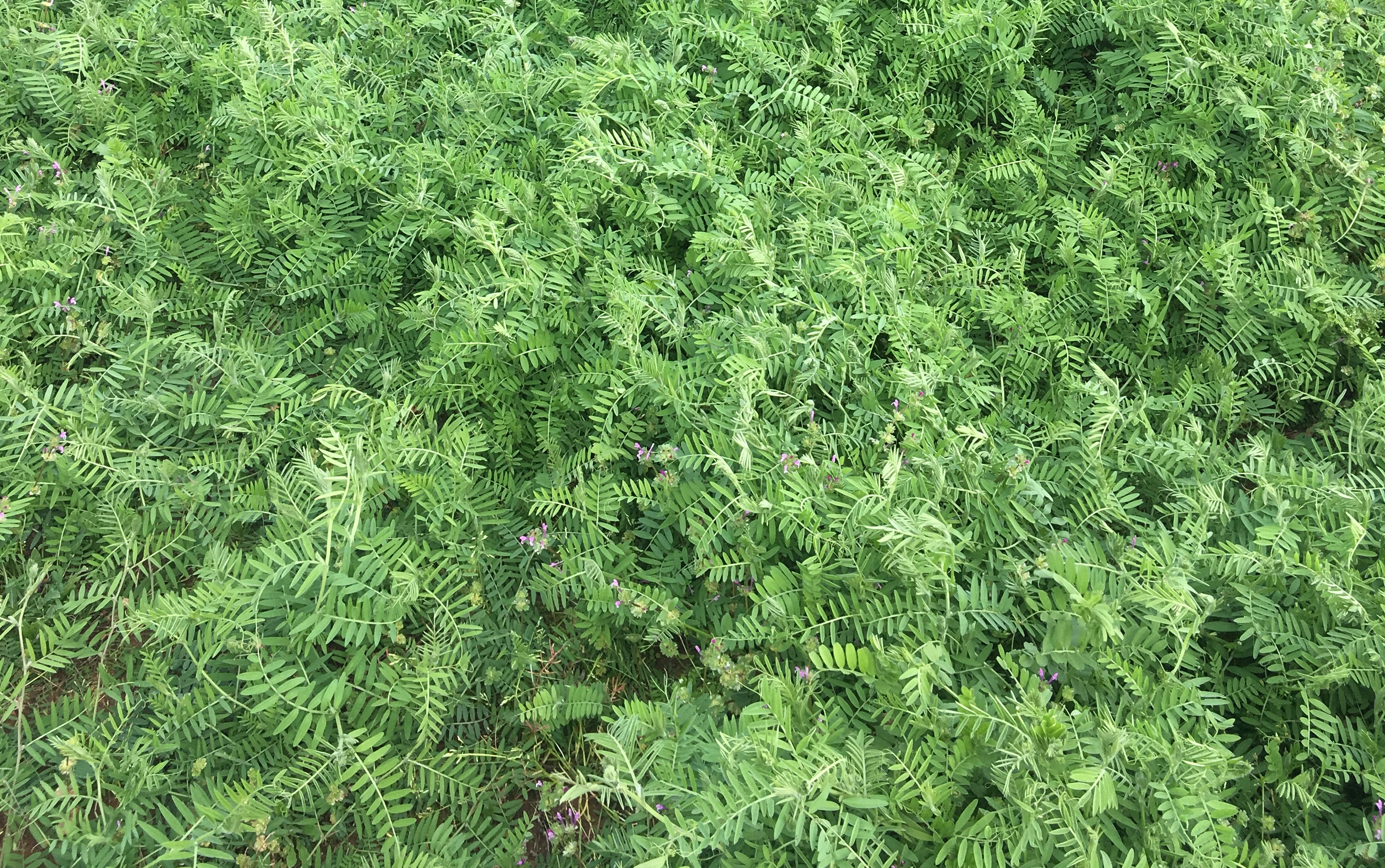 An Economic Perspective on Soil Health Management Practices