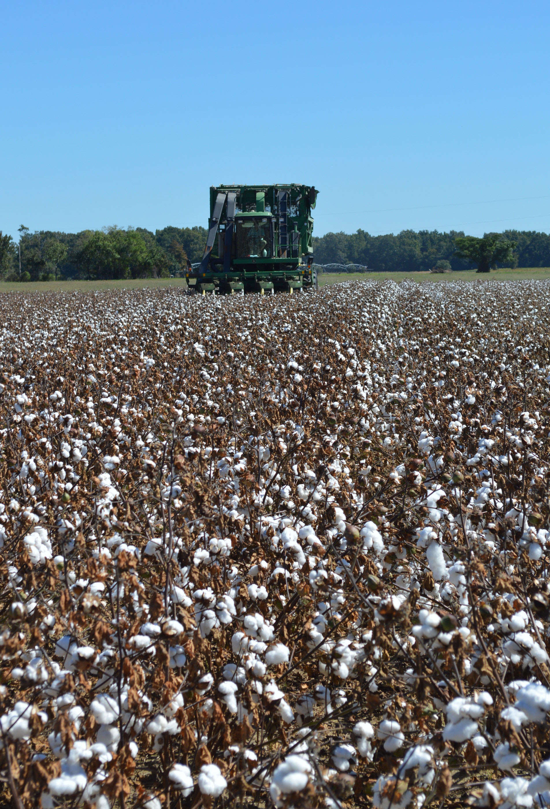 Cotton yields could reach record