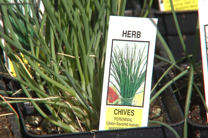 Its a great time to plant tasty chives