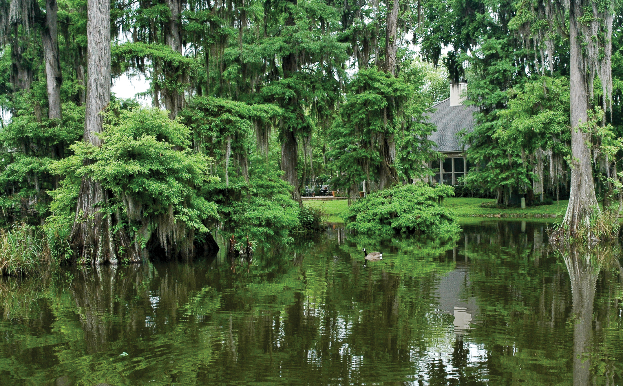 Simazine may be a better choice than atrazine for home lawns near surface waters