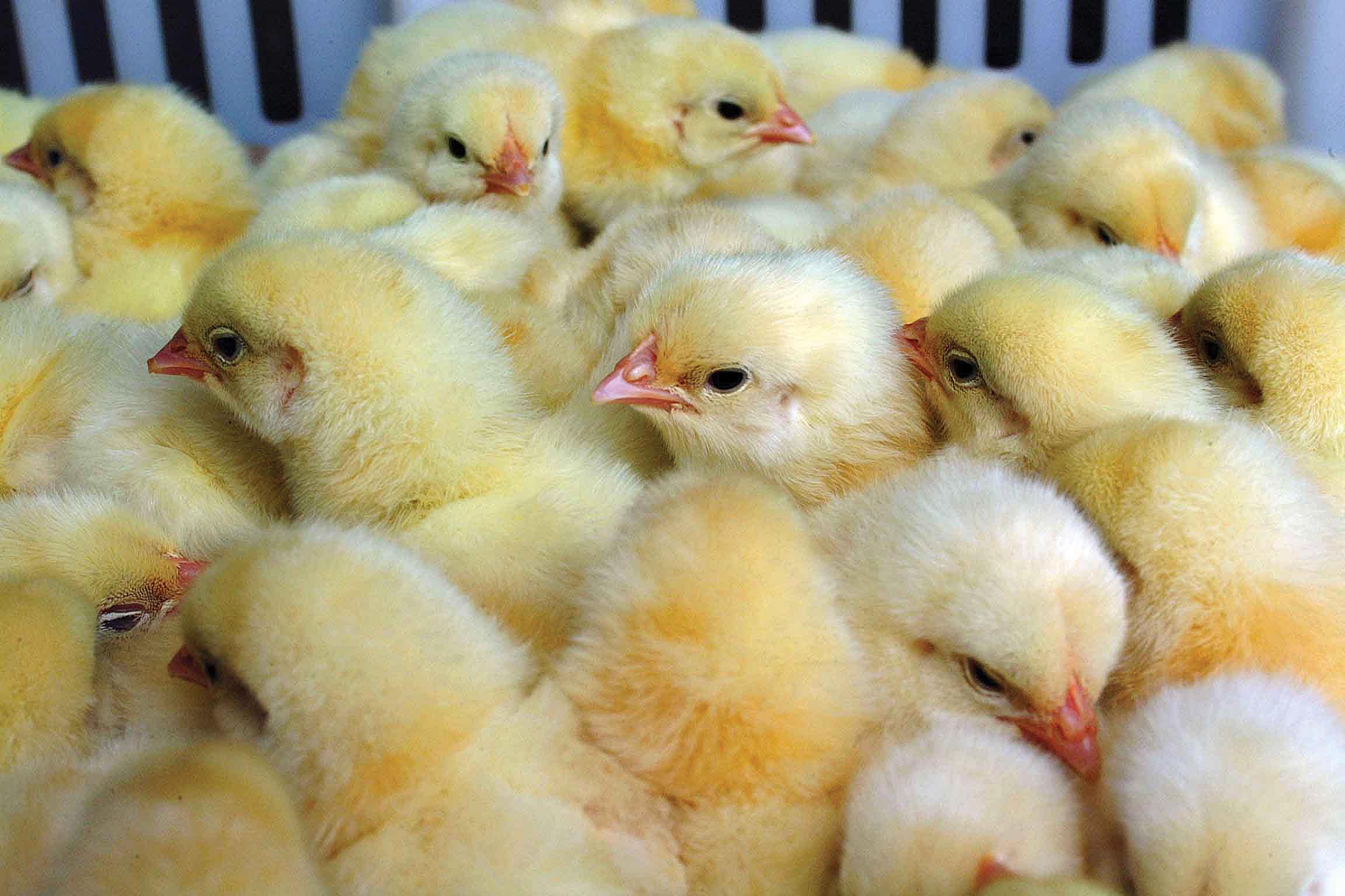 Effect of Dietary Phosphorus Level and Phytase Supplementation on Growth Performance, Bone Strength and Phosphorus Excretion in Broilers