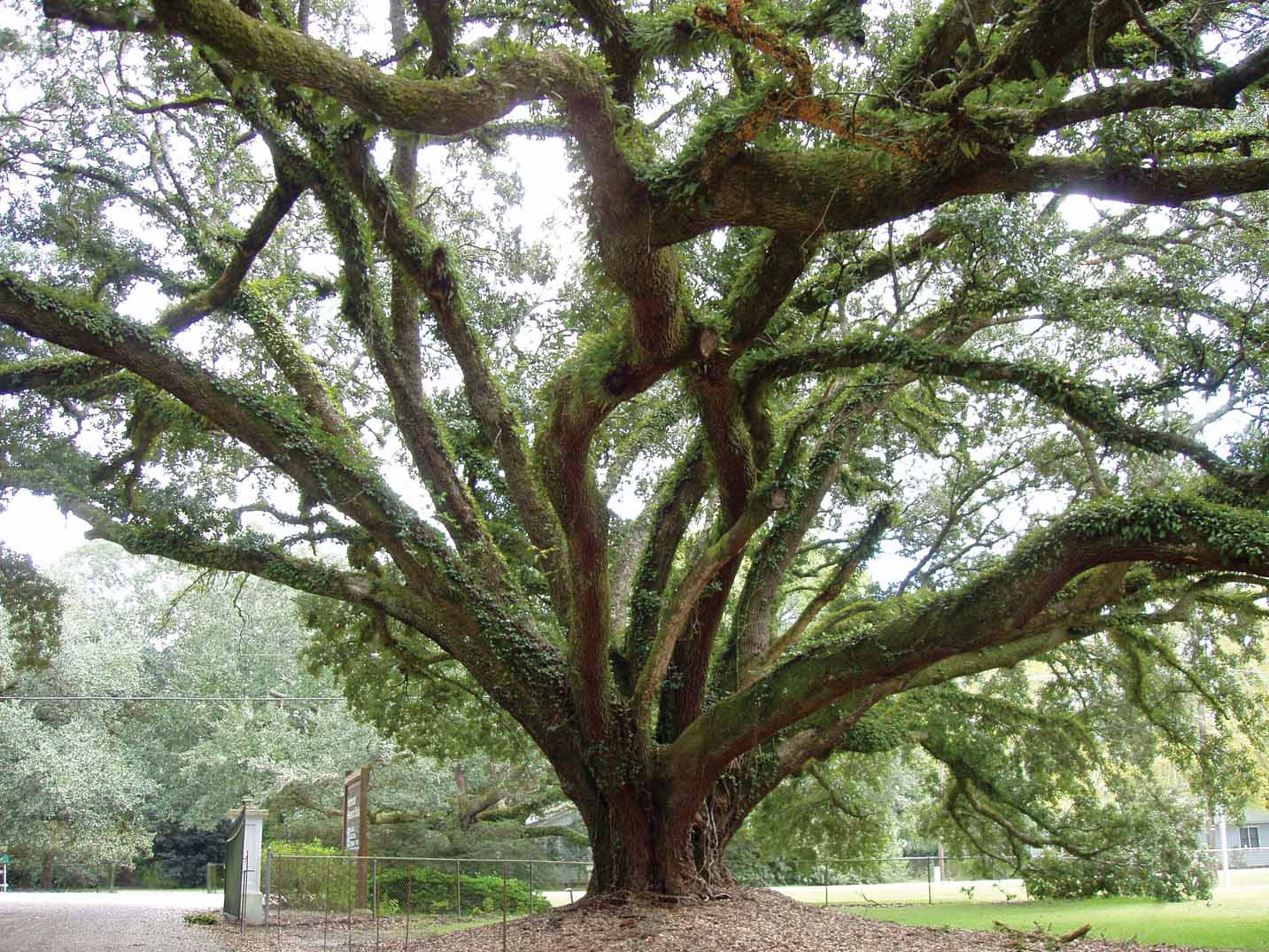 Oak tree Hammond.jpg