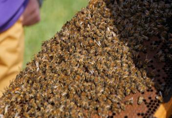 LSU AgCenter entomologists studying issues facing honey bees
