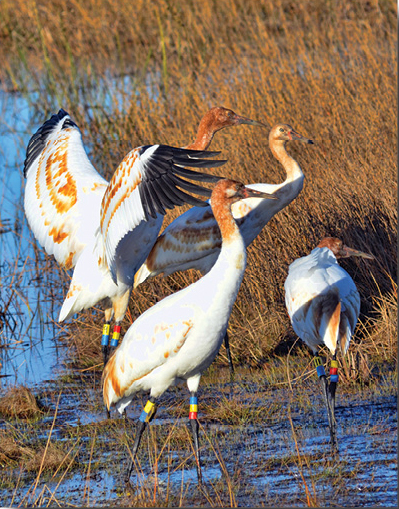 Researchers work to restore whooping cranes in Louisiana