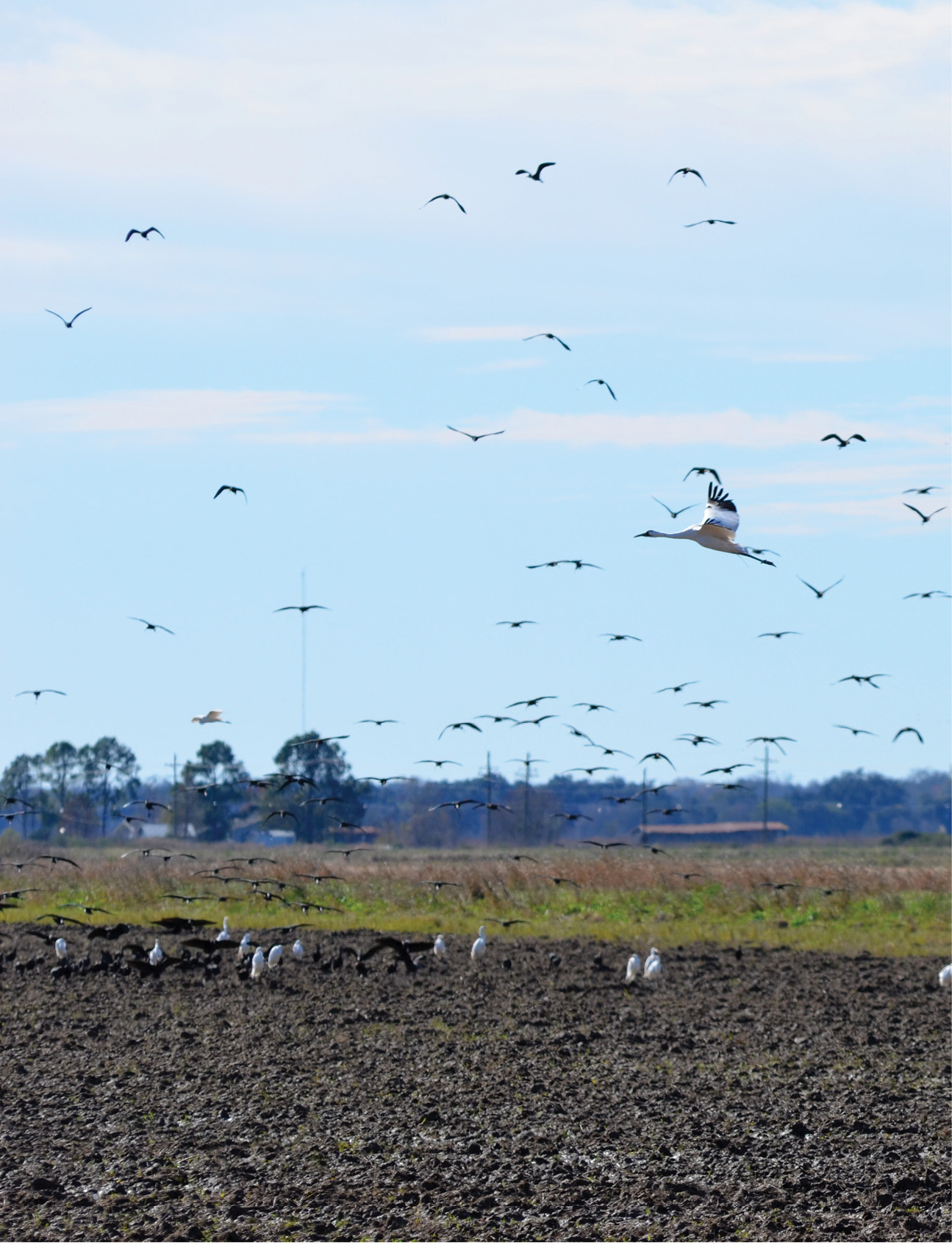 whooping cranes