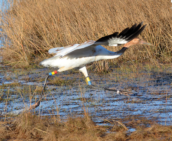 Crane