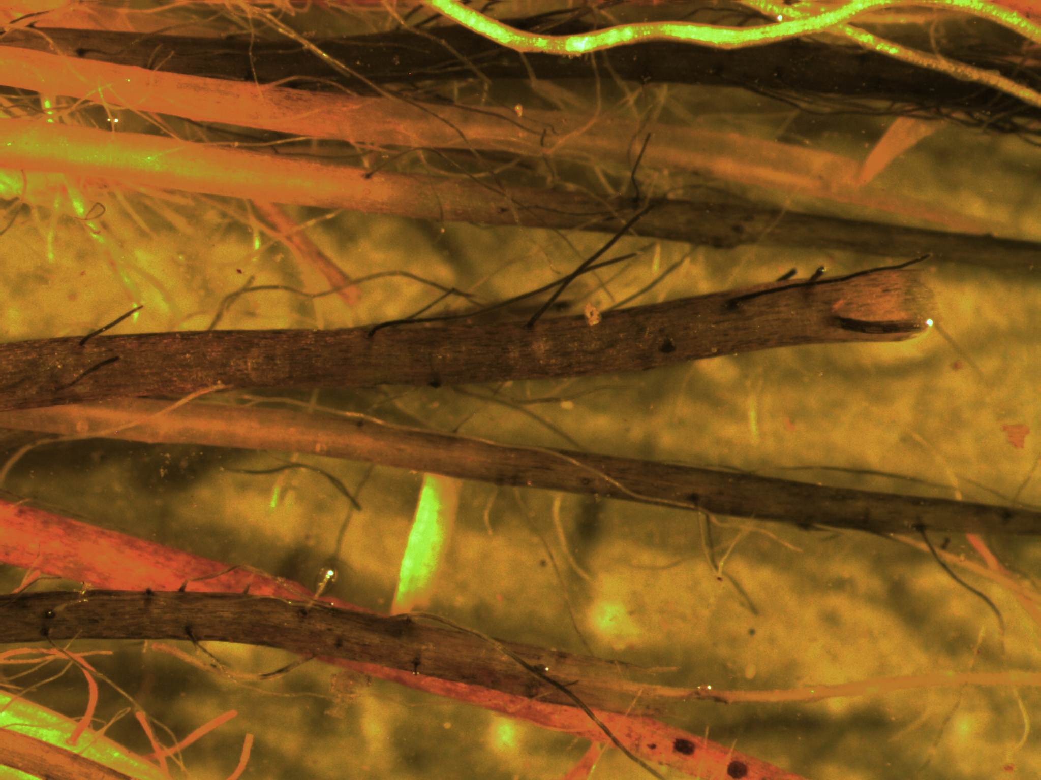 Fine Roots of Rice 2