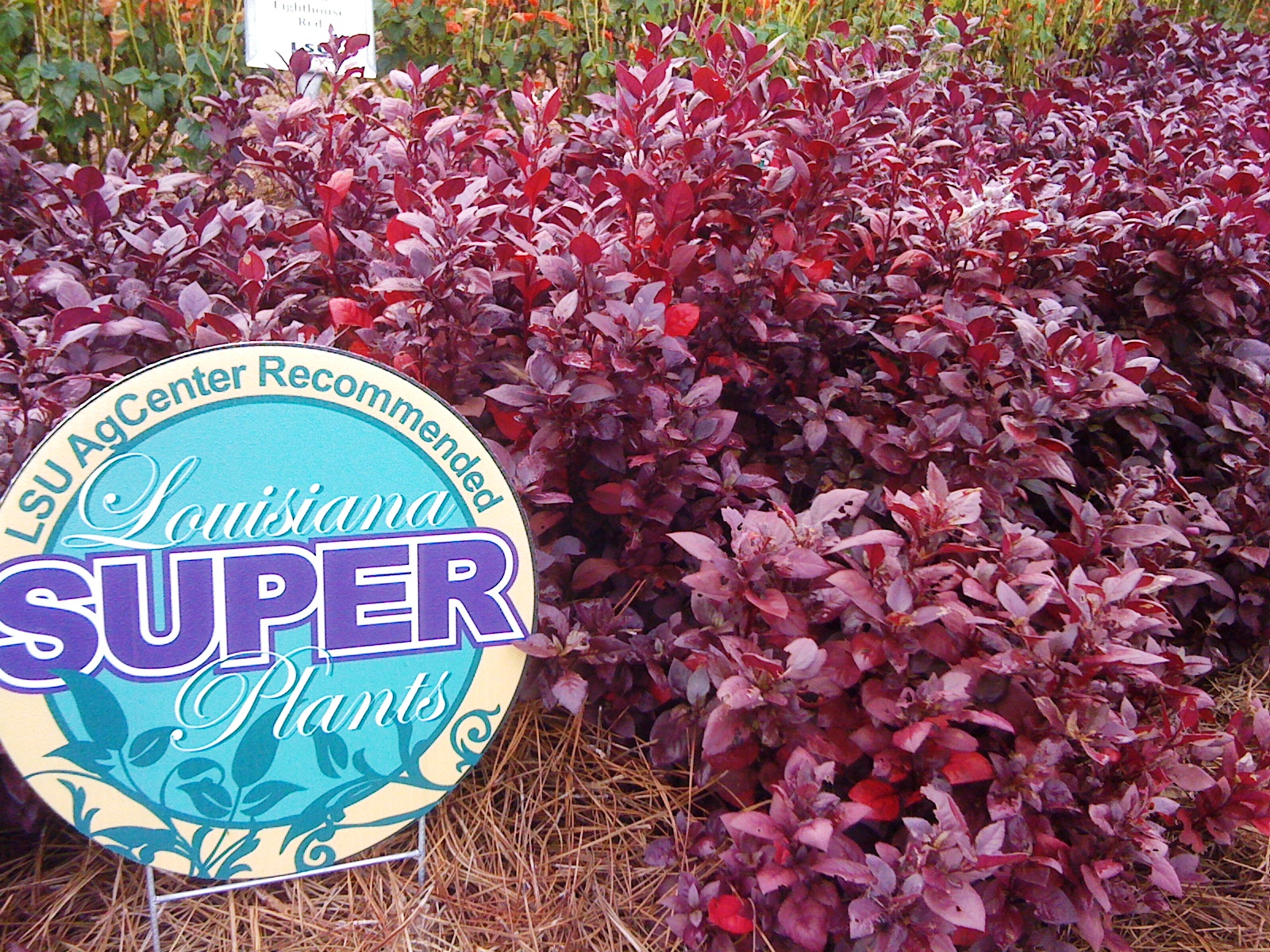 Joseph’s coat provides colorful foliage; Little Ruby variety named Super Plant
