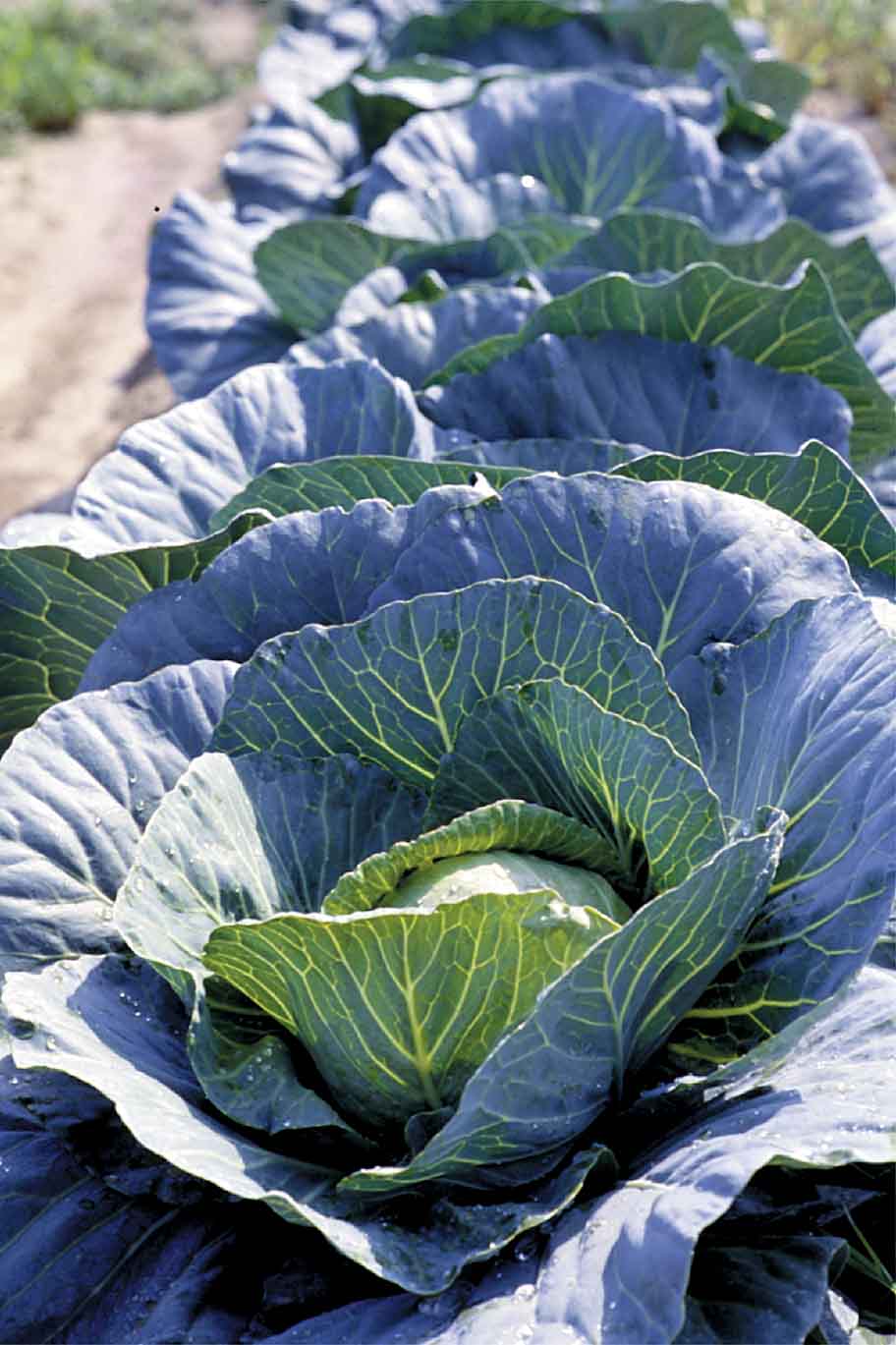 Recommended Rates of Trifluralin Affect Direct-seeded Cabbage Stands