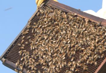 Controlling mosquitoes may be putting bees at risk 