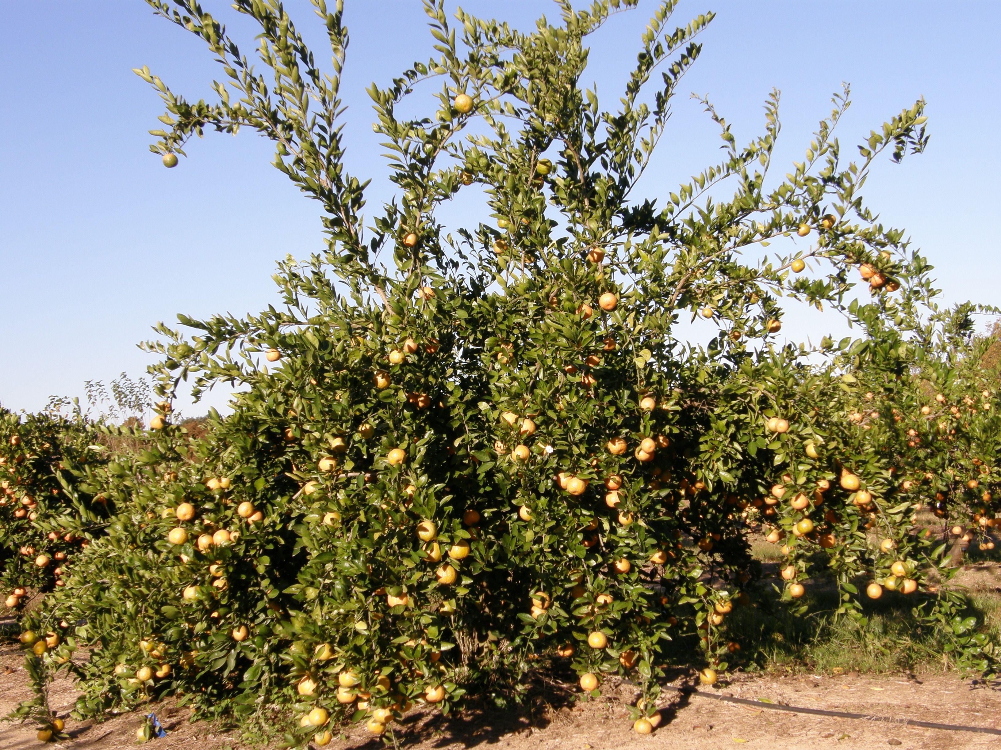 Watersprouts on Satsuma citrus tree