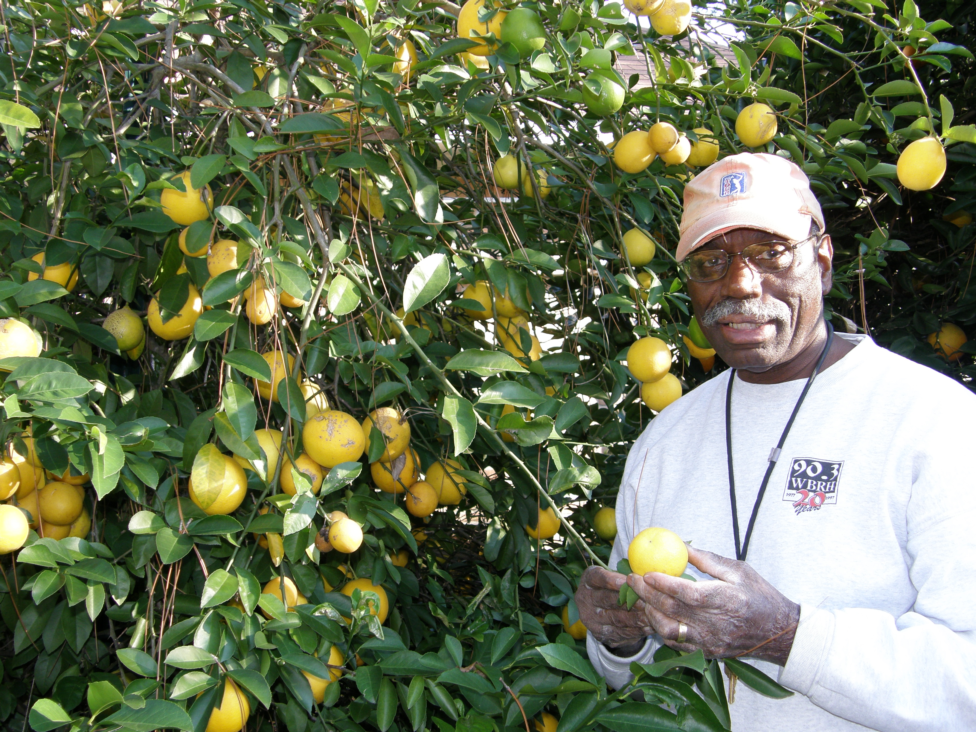 Citrus Tree Care