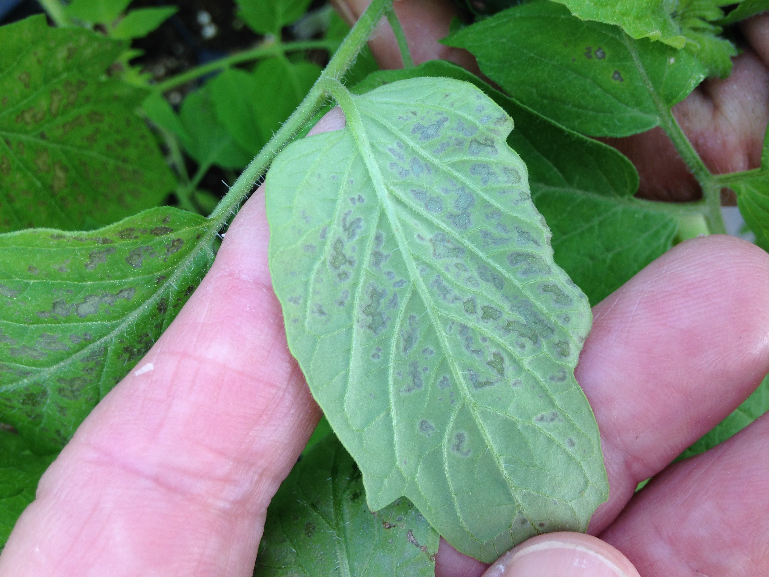 317_fig_1_tomato_leaf_spotsjpg