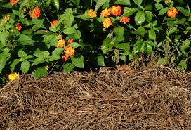 Roots, Shoots, Fruits & Flowers: Purple Leaf Spots, Mole Crickets, Organic Sulfur, More Stinkhorn & Home Fruit Orchard