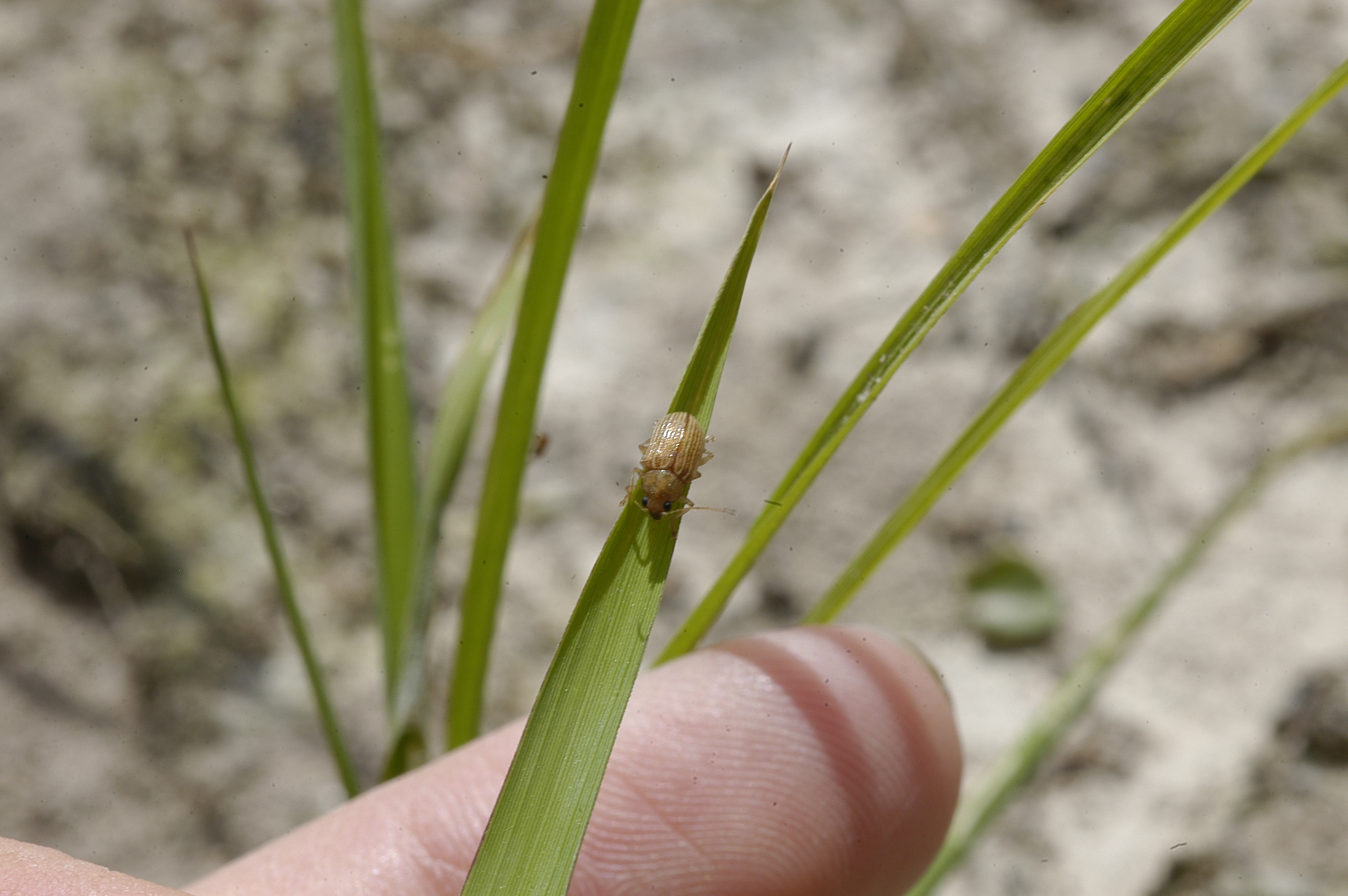 Colaspis adult on rice leaf.