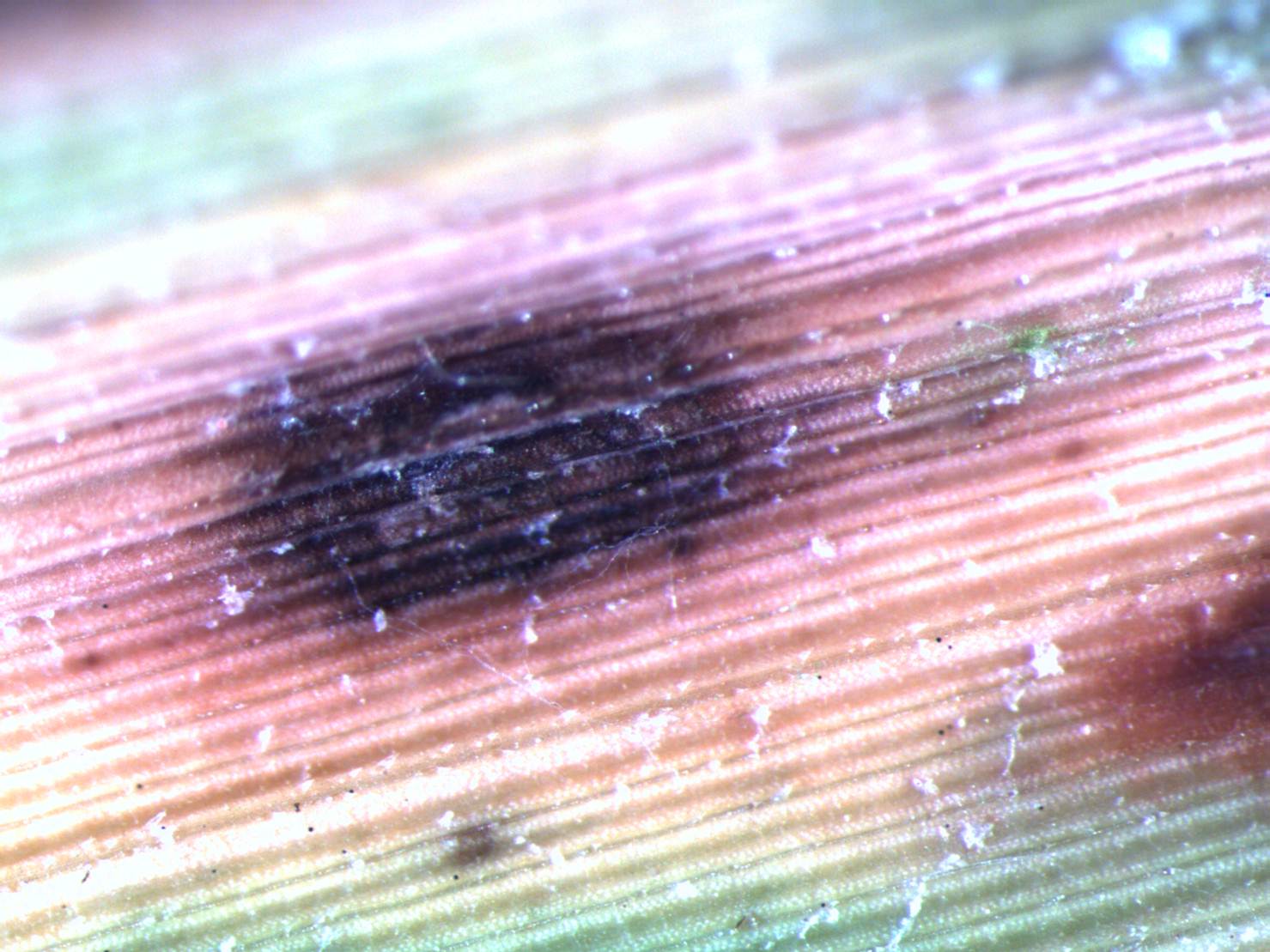 Close Up 2