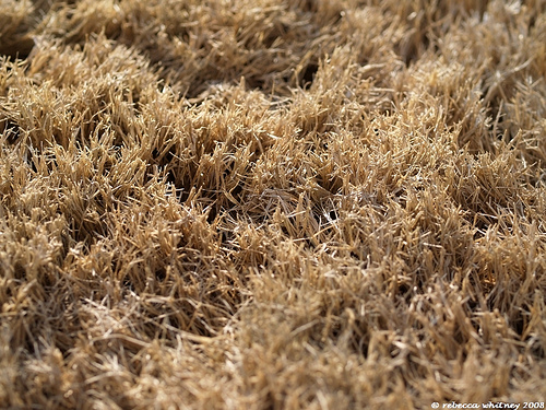 Drought-dormant Lawns